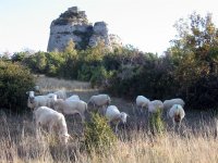 moutons causse Larzac - CCLL ©OT CCLL