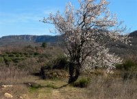 Rando bes bois de Homs et de Latude0002 ©CDRP34 ©CDRP34